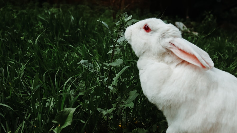 white rabbit on green grass during daytime