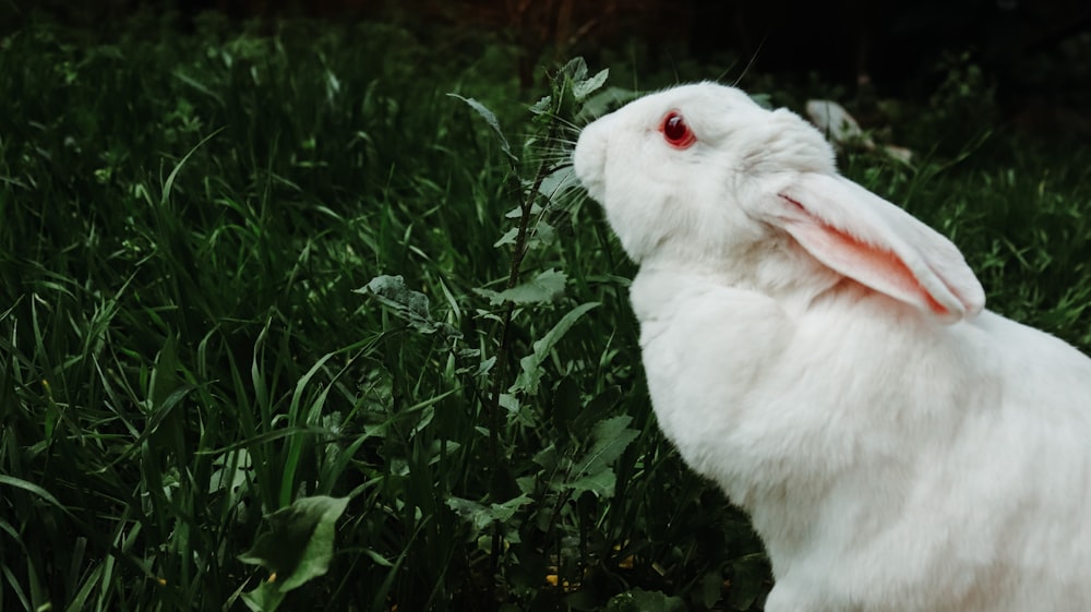昼間の緑の芝生の上の白いウサギ
