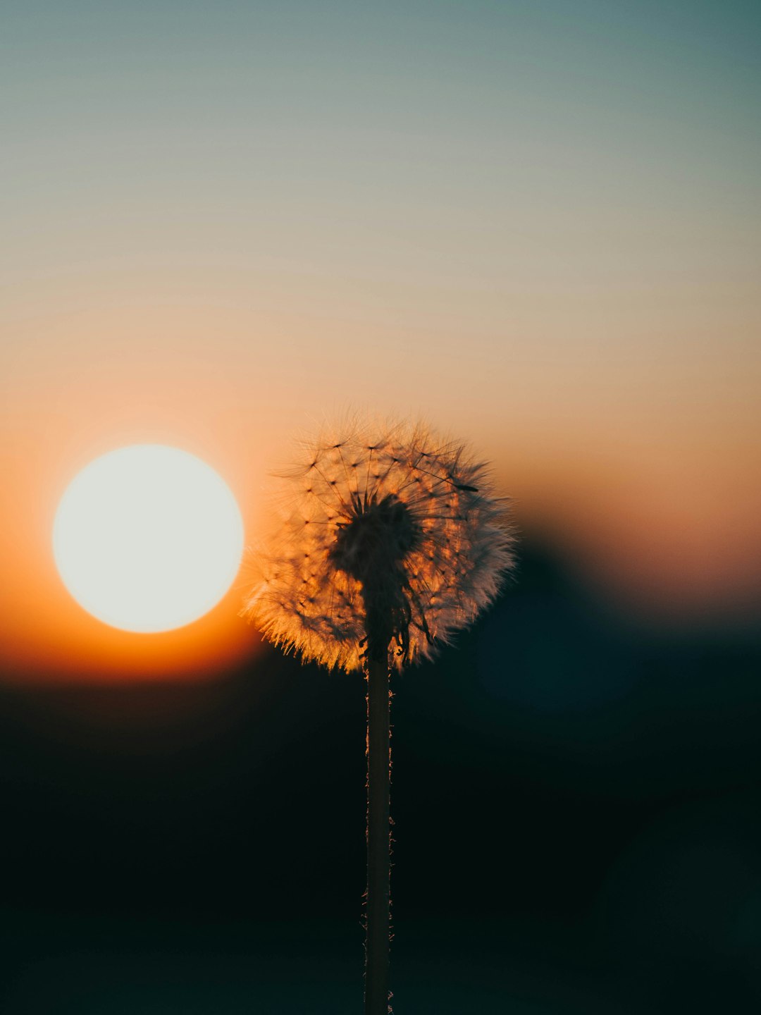 silhouette of dandelion during sunset