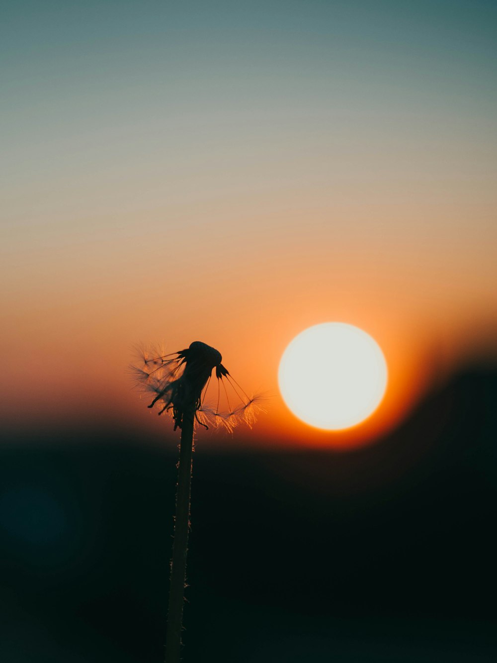 silhouette of plant during sunset