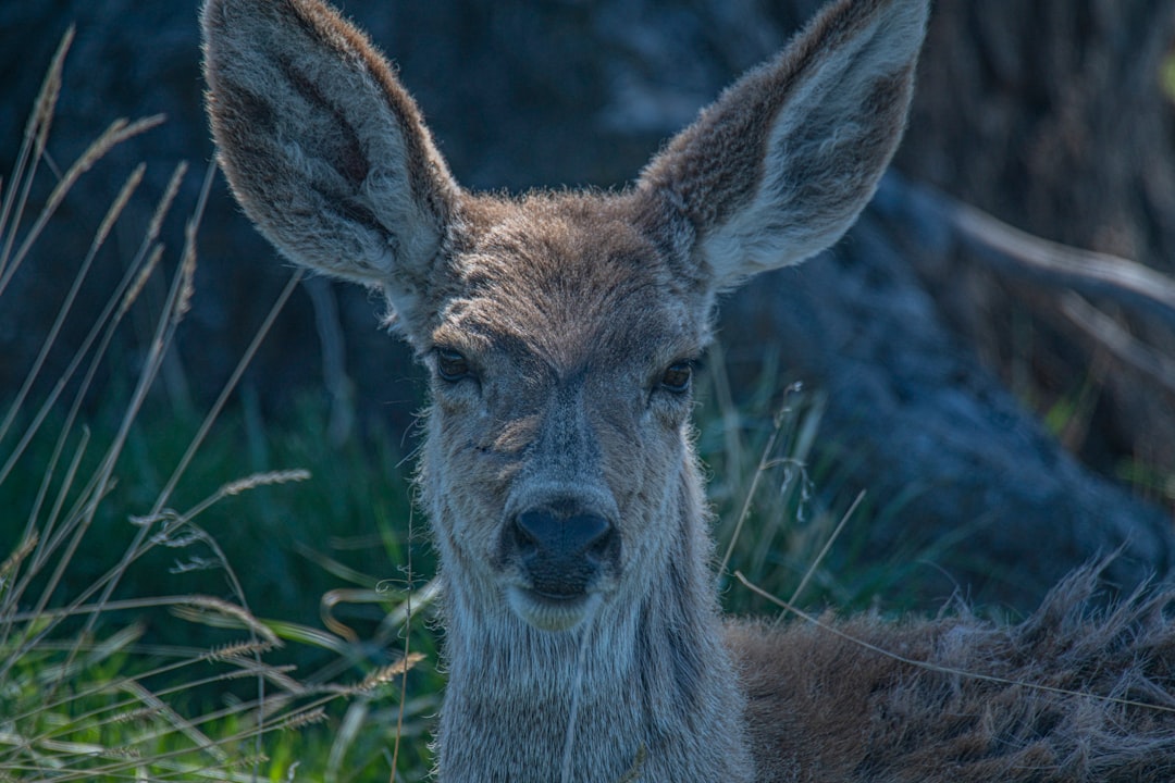 brown deer on green grass during daytime