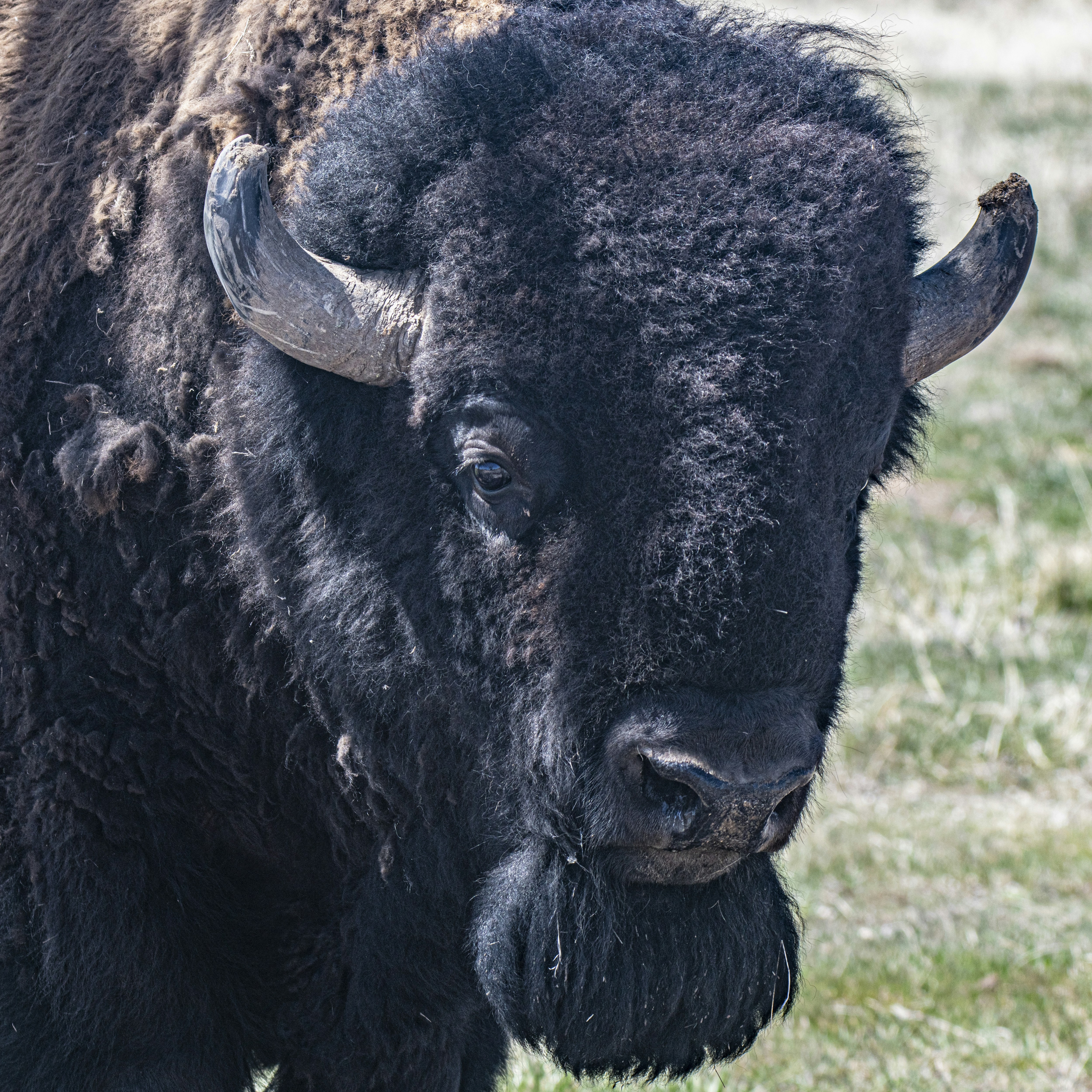 Photo Of Fighting Bison Photo Free Animal Image On Unsplash