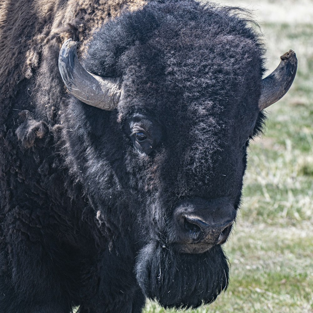 Photo Of Fighting Bison Photo Free Animal Image On Unsplash