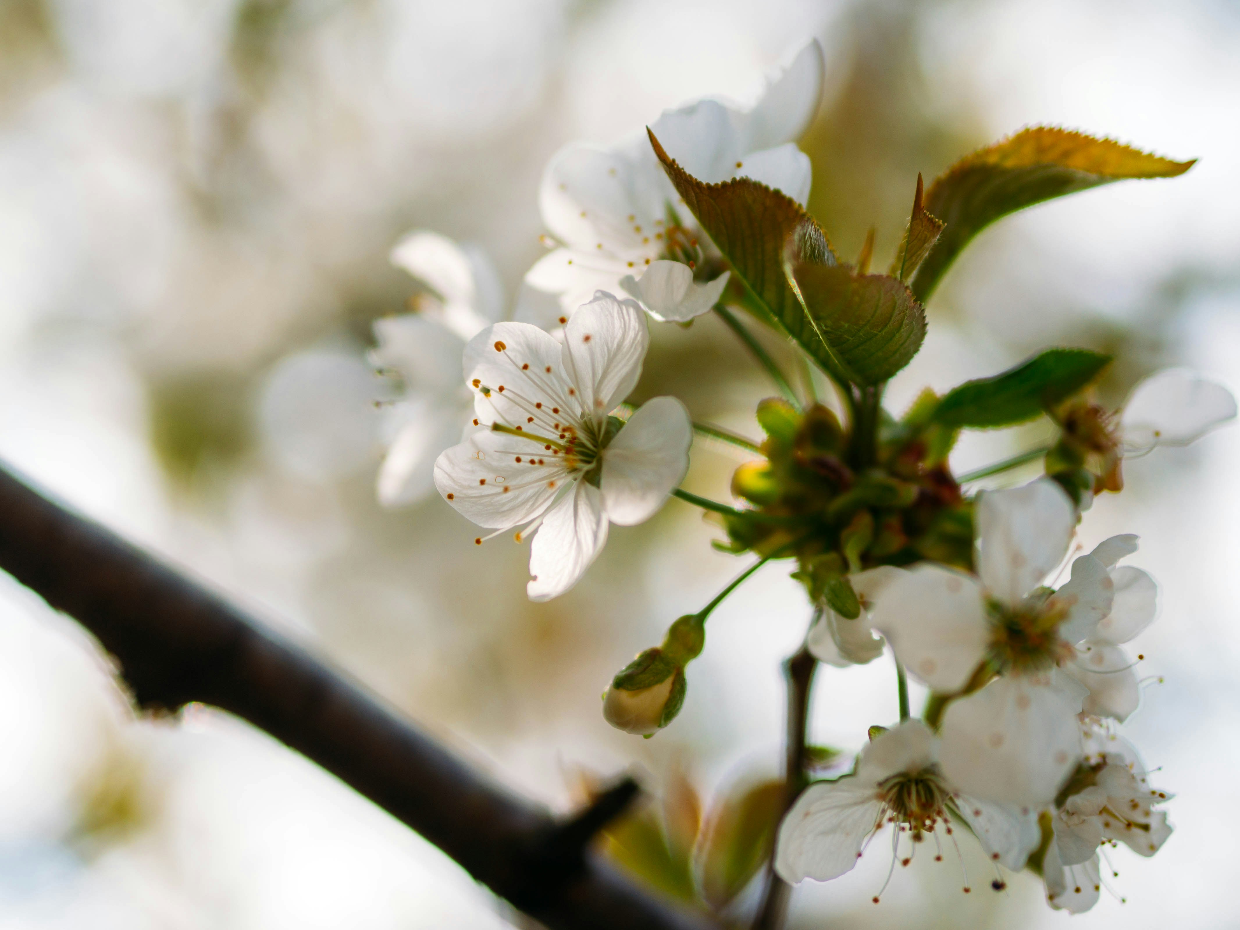 Photo by brechtdenil