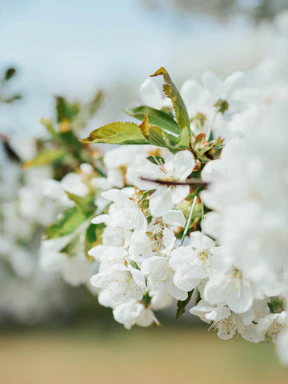 Close-up of delicate white Manuka flowers blooming in a New Zealand garden.