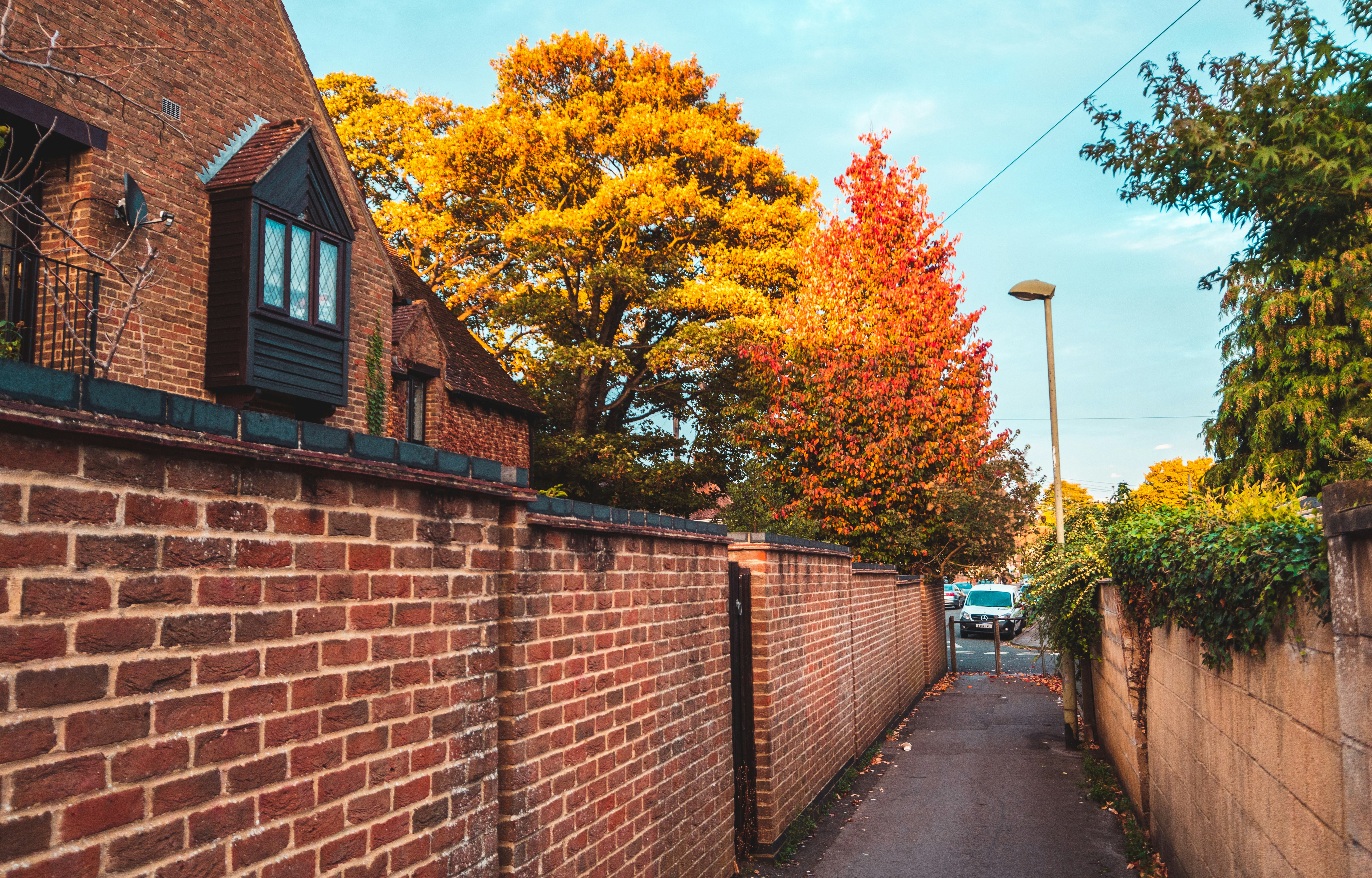 brown brick wall with brown trees and brown brick wall