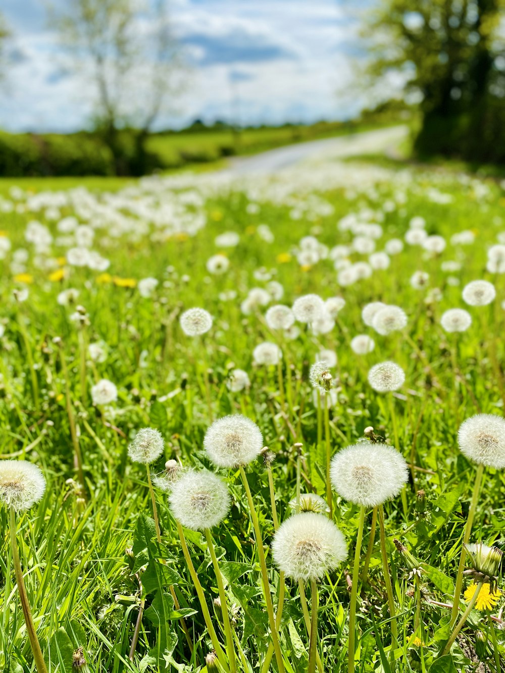 white dandelion field during daytime
