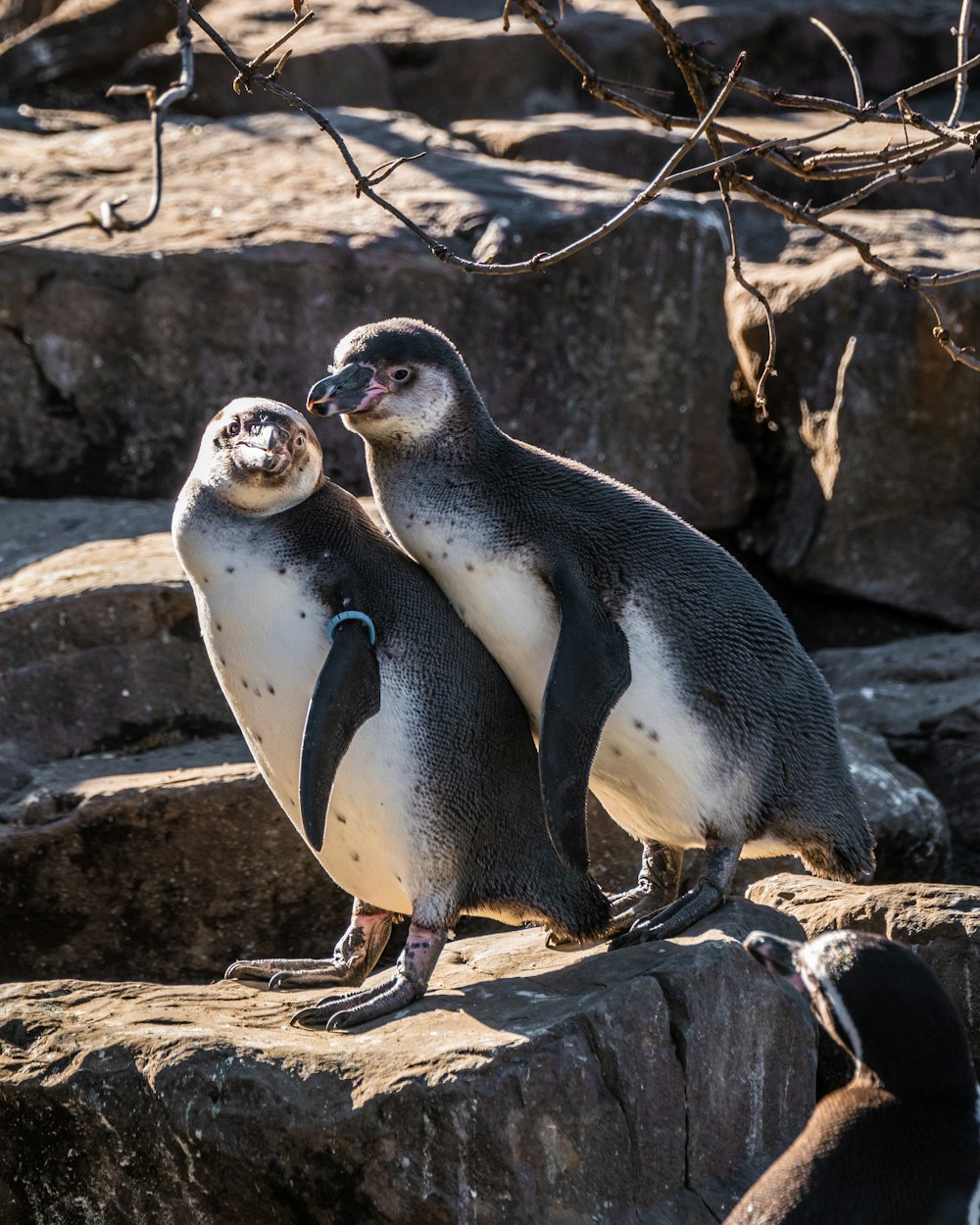 昼間の茶色の岩の上の白と黒のペンギン