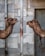 Two camels face each other, appearing to be in a conversation or intimate encounter. They are situated against a backdrop of a textured, industrial wall made of square stone tiles. A rusty metal pole divides the two camels in the center of the image.