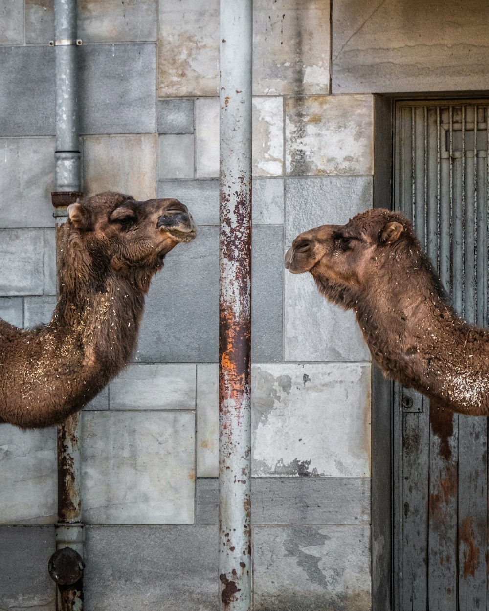 camelo marrom na frente da cerca de madeira branca durante o dia