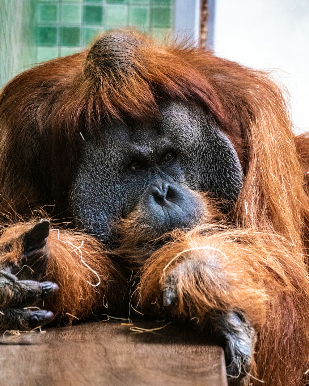 singe brun et noir en gros plan photographie