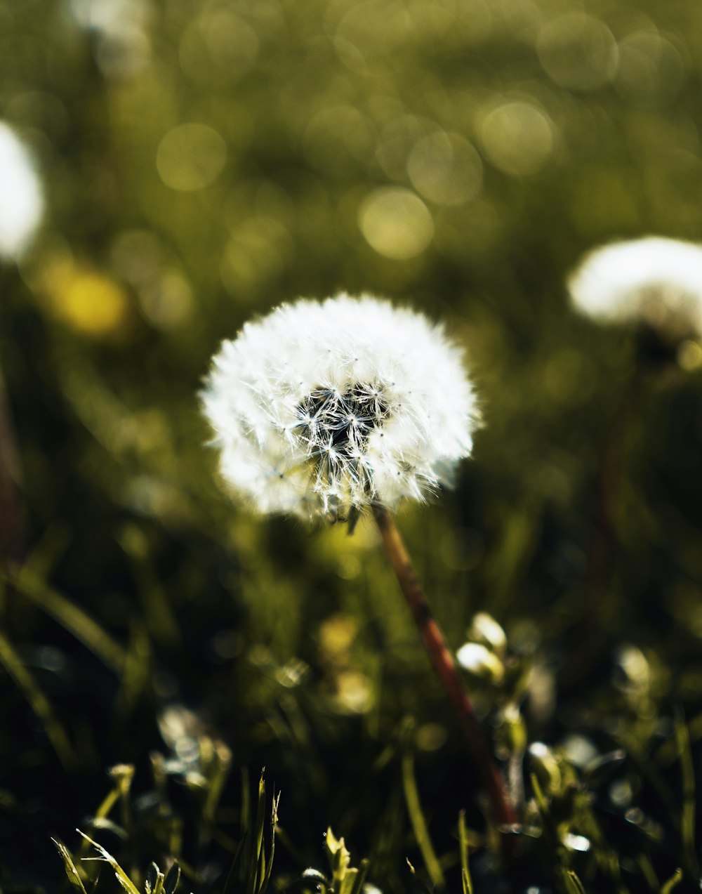 white dandelion in close up photography