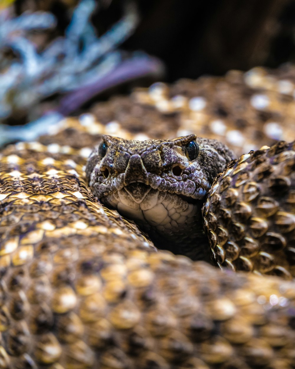 serpente marrone e nero su bastone di legno marrone