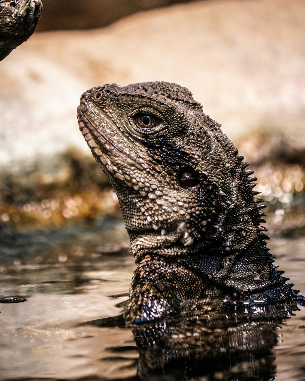 brown and black bearded dragon on water