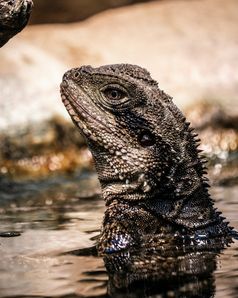 Brauner und schwarzer Bartdrache auf dem Wasser