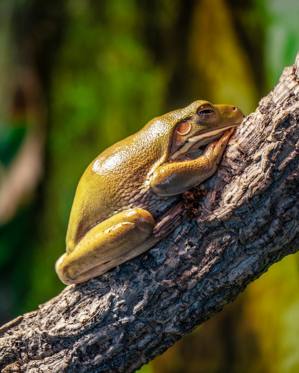 Brauner und weißer Frosch am braunen Baumstamm