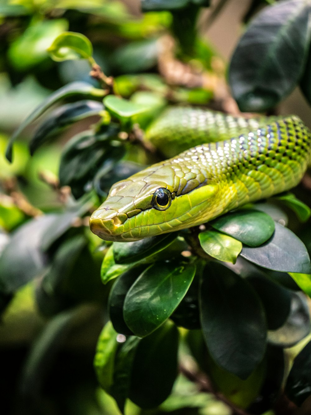 a green snake on a branch of a tree