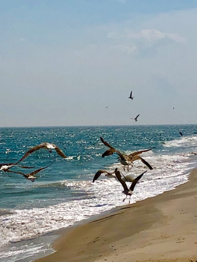 birds flying over the sea during daytime