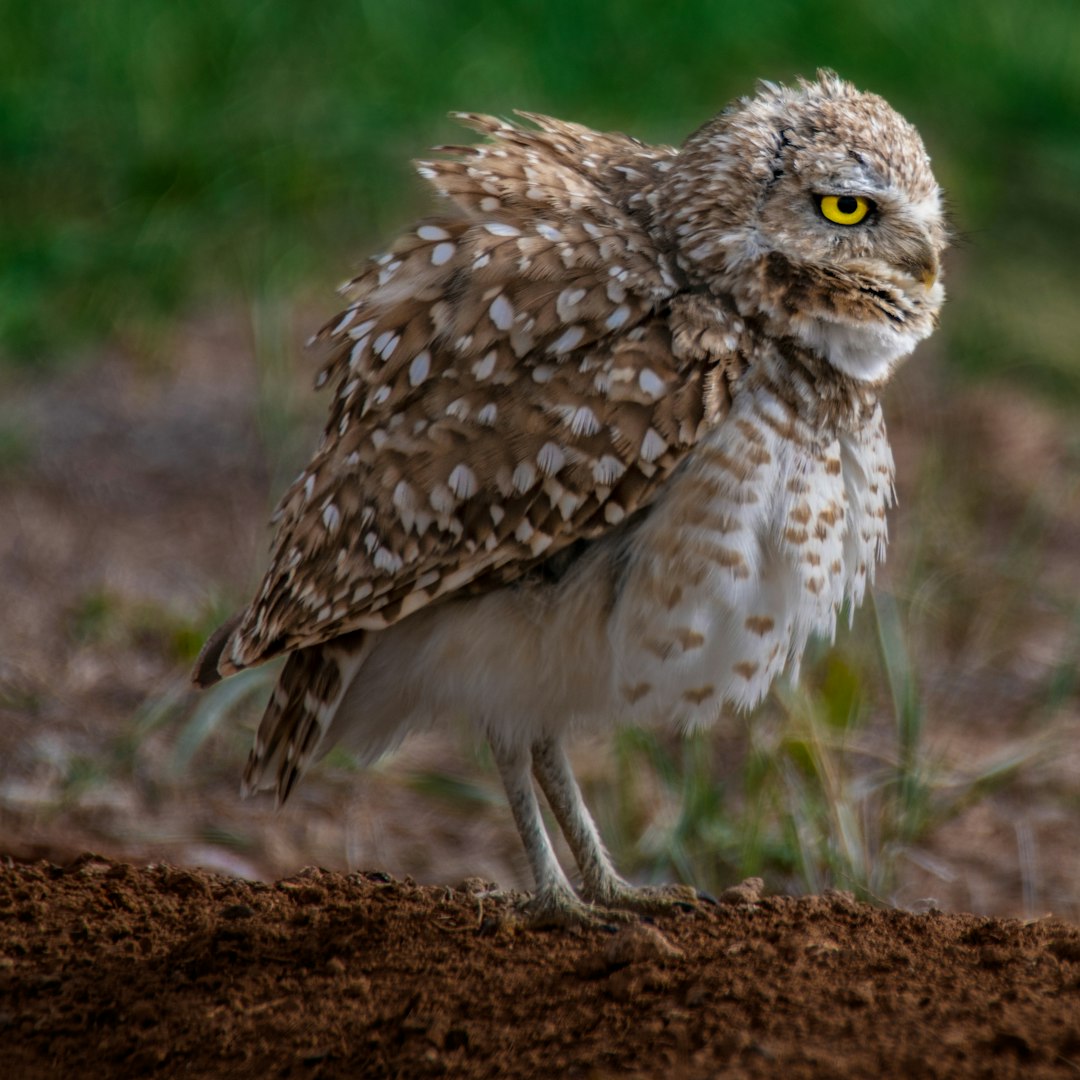 brown and white owl on brown soil