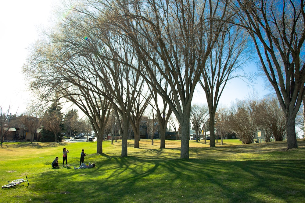 people sitting on green grass field surrounded by bare trees during daytime