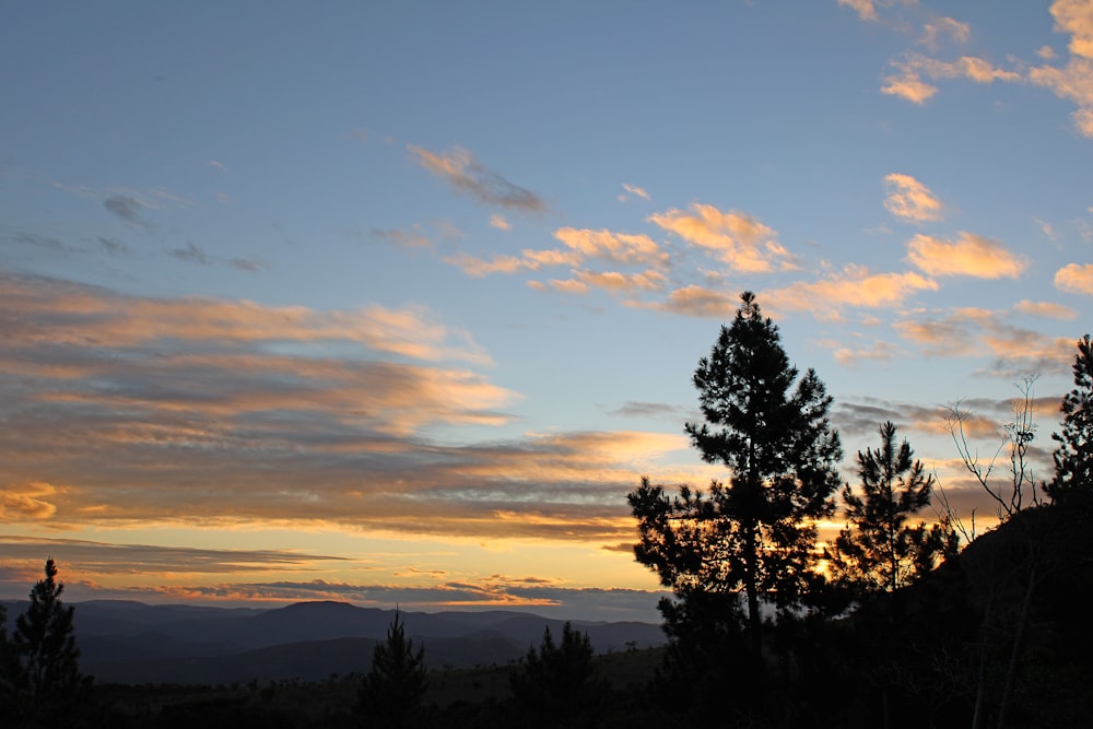 silhouette of trees during sunset