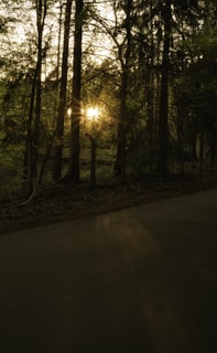 Sunlight filtering through tall trees in a peaceful forest.