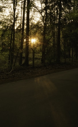 Soft morning light filtering through tall trees on a quiet forest path.