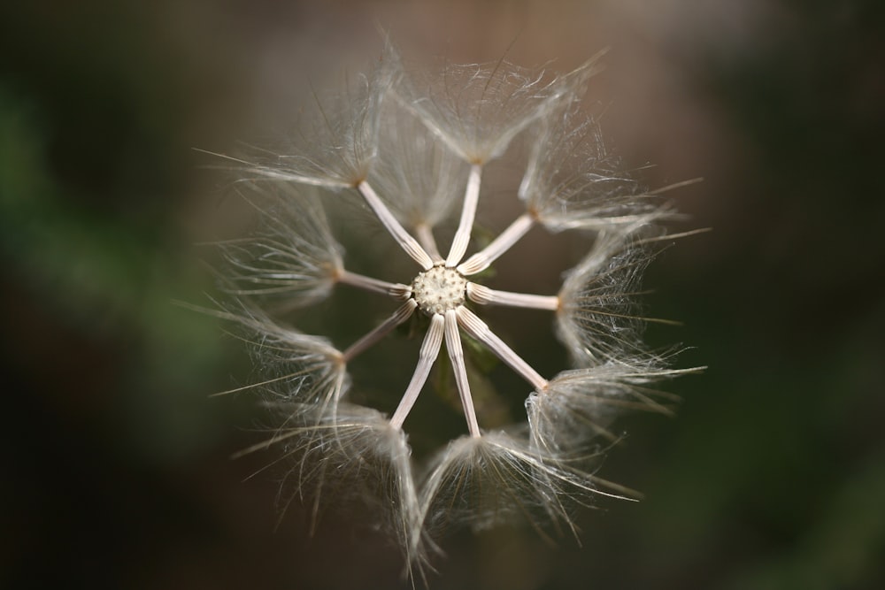 white dandelion in close up photography