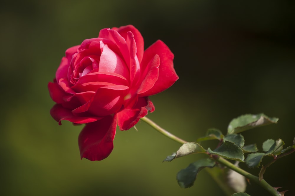 red rose in bloom during daytime