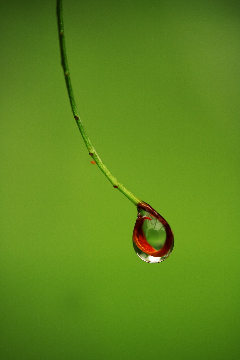 水滴のある赤と緑の植物の茎