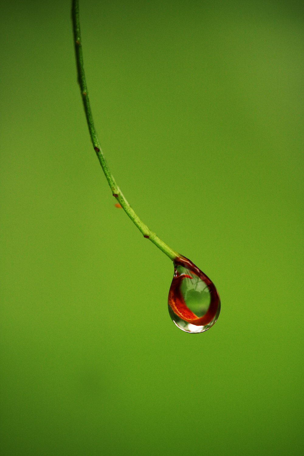 Tallo de planta rojo y verde con gotas de agua