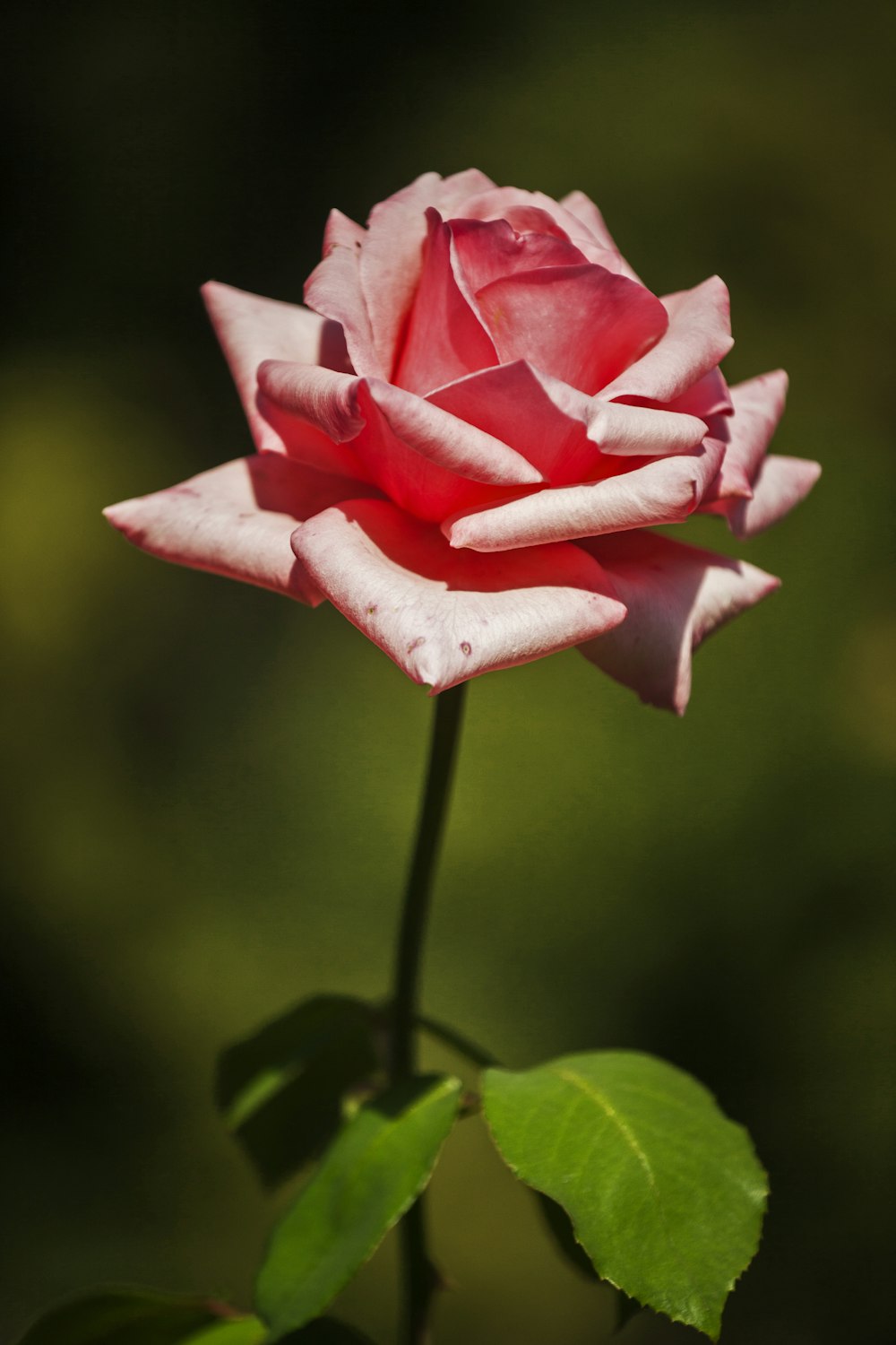 pink rose in bloom during daytime