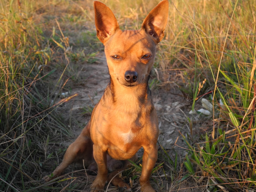 Chihuahua brun sur un champ d’herbe verte pendant la journée