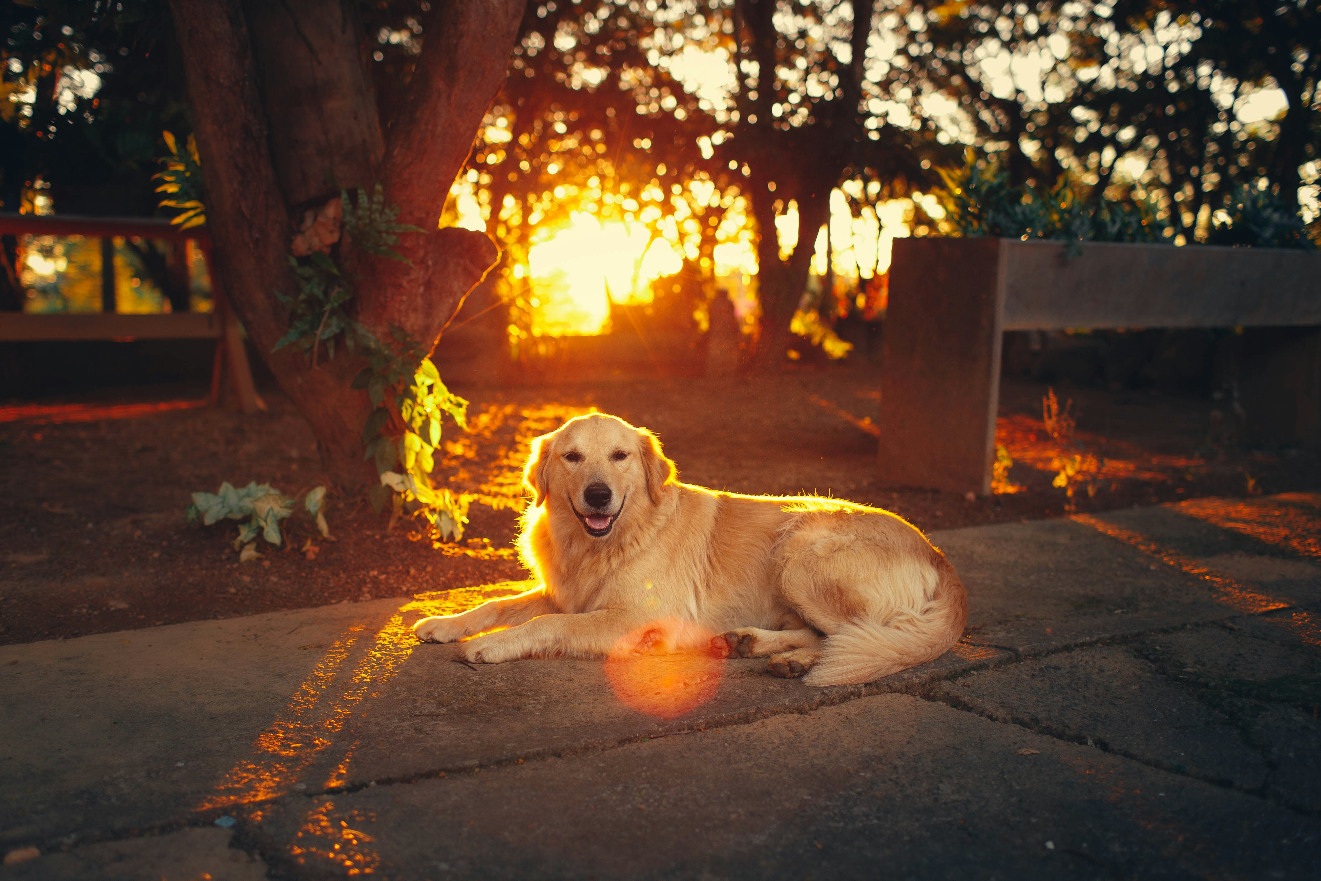 Golden retriever lying on a road at sunset