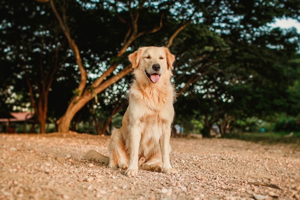 golden retriever lying on ground during daytime