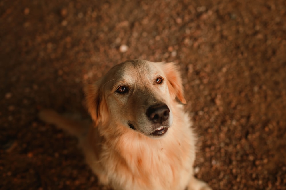 golden retriever sitting on brown carpet