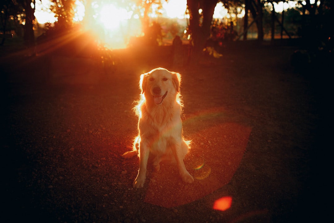 golden retriever sitting on ground during sunset