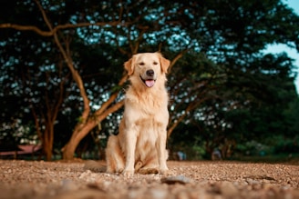 Golden retriever education, conseils