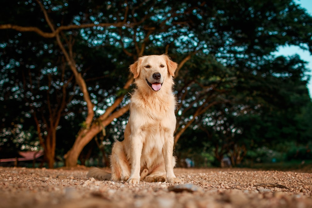 golden retriever sitting on ground during daytime