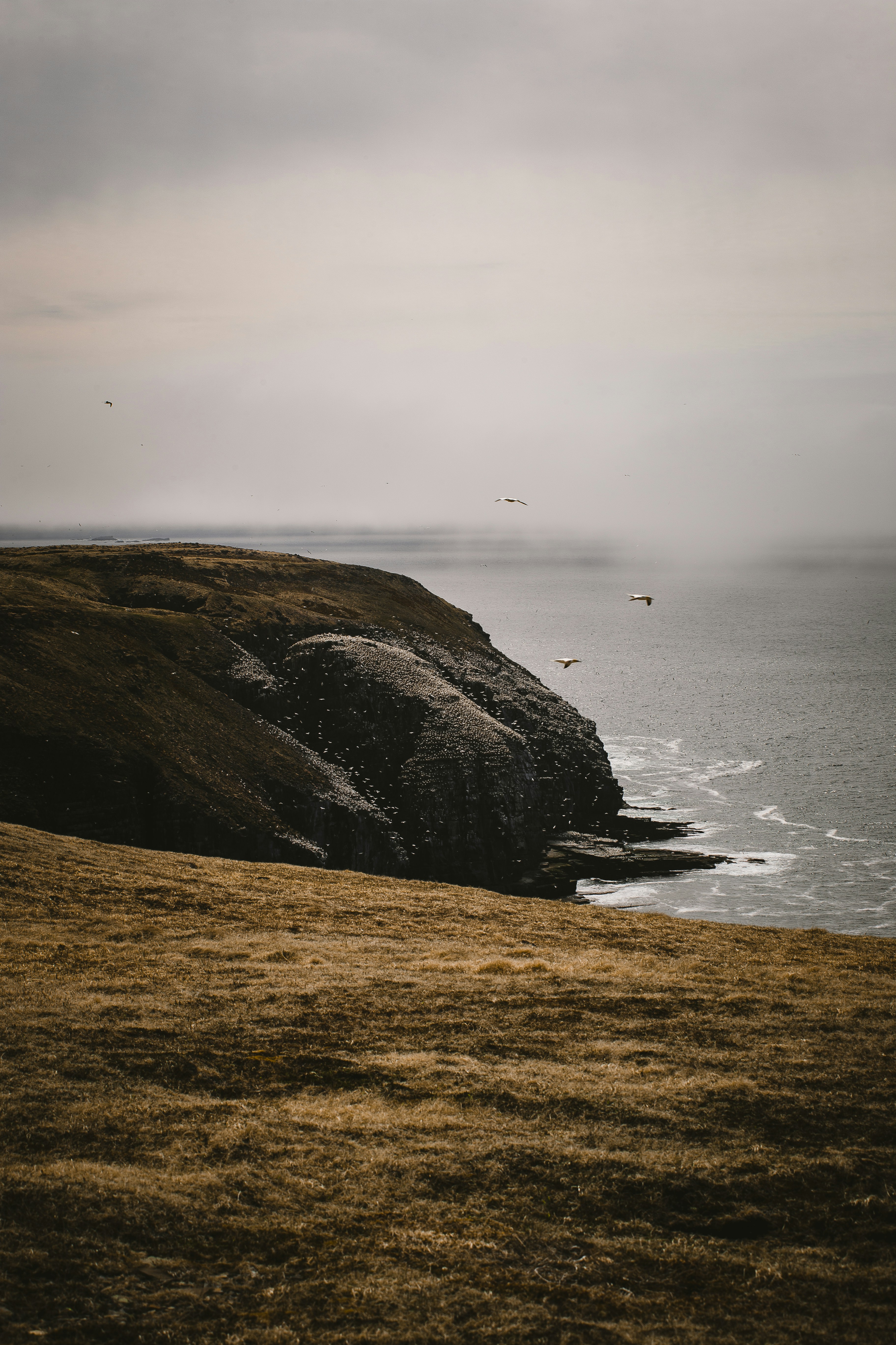 Campo de hierba marrón y verde junto al cuerpo de agua