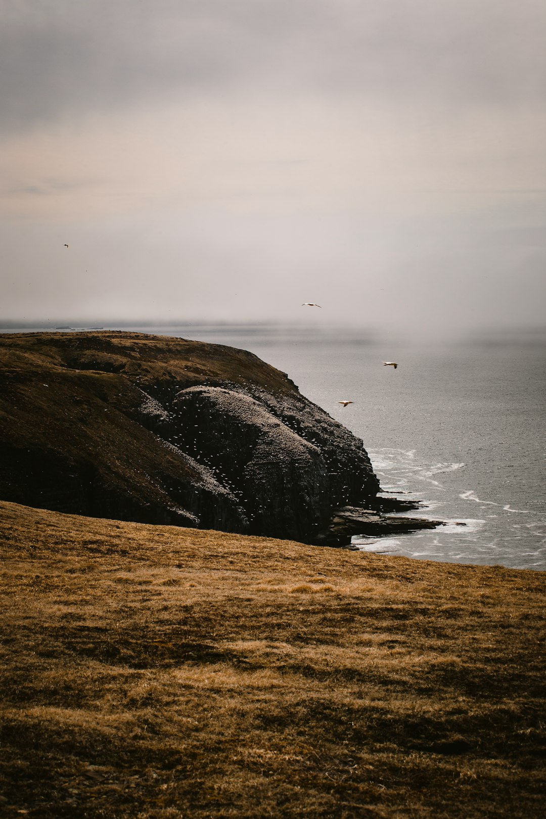 travelers stories about Headland in Cape St. Mary's, Canada