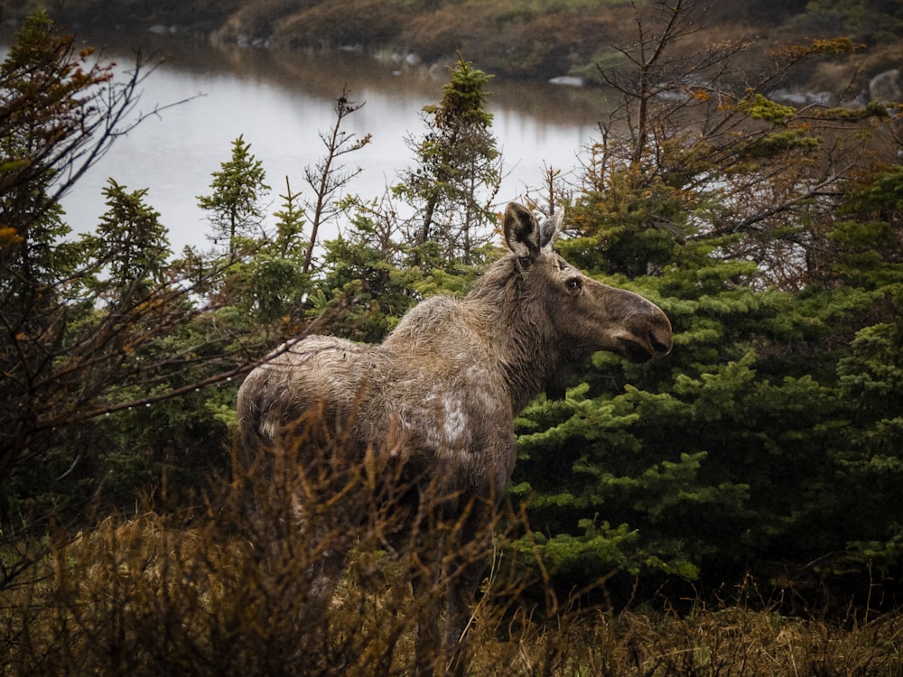 brown deer on green grass field near lake during daytime