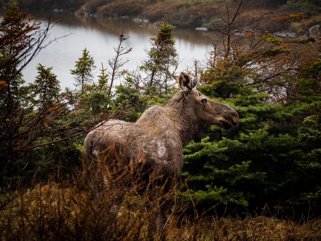 travelers stories about Wildlife in St. Barbe, Canada