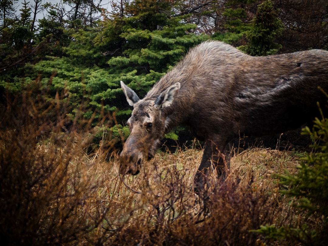 travelers stories about Wildlife in St. Barbe, Canada