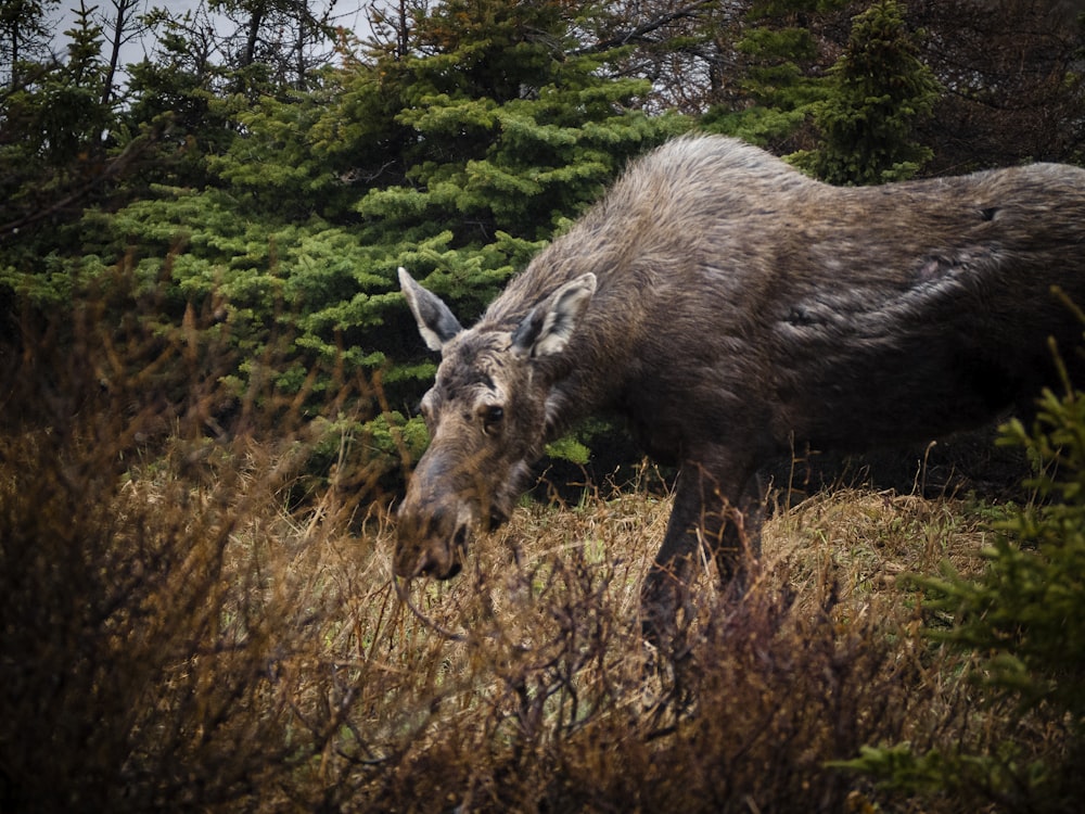 brown deer on brown grass field during daytime