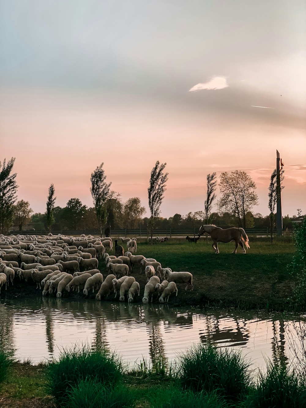 gray and white sheep on green grass field near body of water during daytime