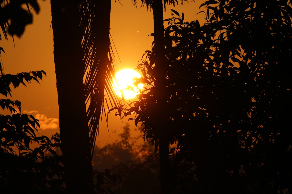 sun setting over the trees