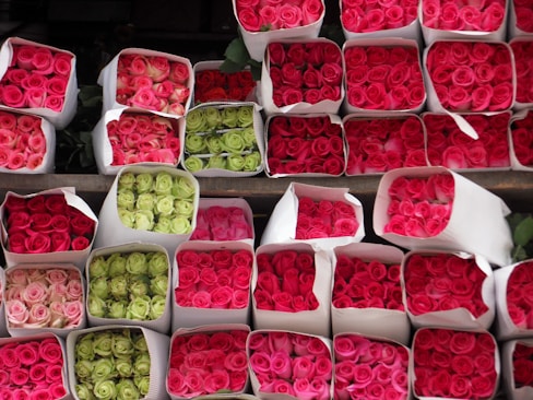 Bundles of roses neatly arranged in paper wraps, featuring shades of red, pink, and greenish-white roses. The roses are tightly packed and displayed in a symmetrical pattern, creating a vibrant and colorful floral display.