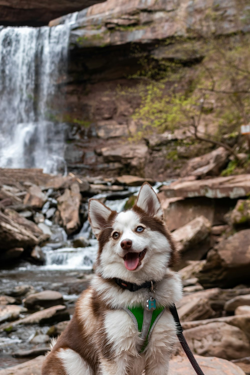 Husky siberiano marrón y blanco en la roca