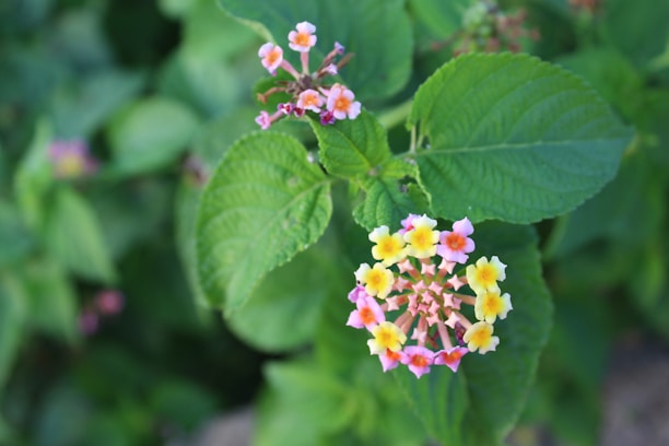 A vibrant lantana flower composed of small, clustered blooms in shades of yellow, pink, and orange. The flower stands out against a backdrop of lush green leaves. The petals are delicate and the leaves have a textured, veined appearance, creating a natural and fresh setting.